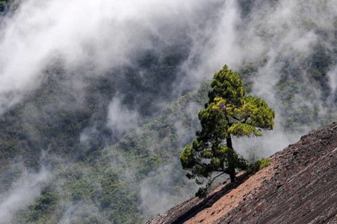 Canary Island Pine (Pinus canariensis)