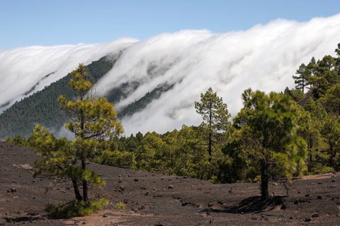 Canary Pines (Pinus canariensis) in the Parque Natural de Cumbre Vieja