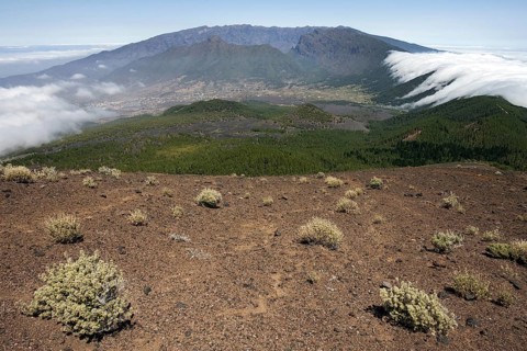 View from Pico Birigoyo onto the pine forest and the waterfall of clouds above the Cumbre Nueva