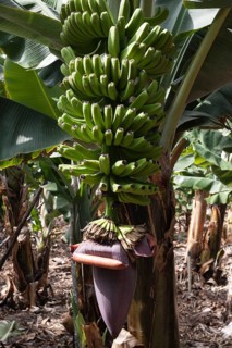 Canary Islands bananas (Musa sp.)