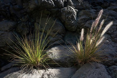 Dwarf fountain grass (Pennisetum alopecuroides)