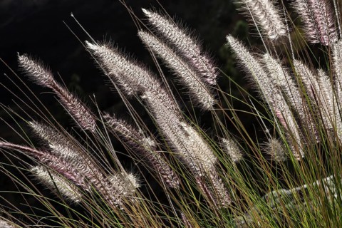Dwarf fountain grass (Pennisetum alopecuroides)