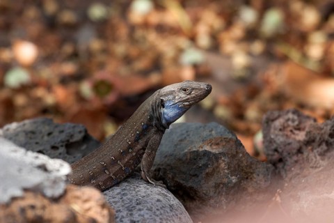 Gallot's lizard