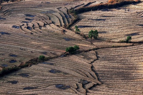 Harvested rice paddies