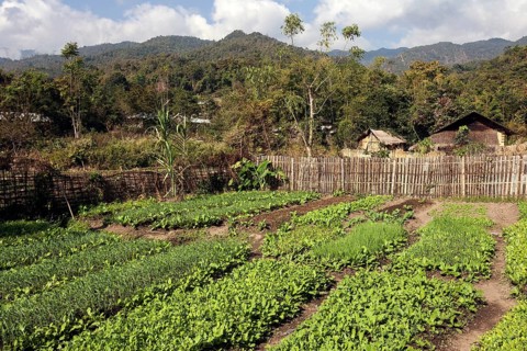 Vegetables