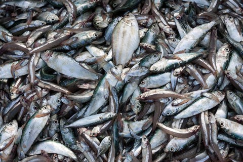 Freshly caught fish