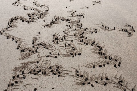 Sand balls a made by crabs (Brachyura) on the beach of Ngapali Beach
