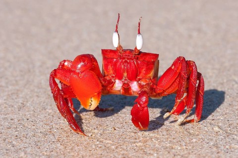 Red crab (Brachyura) on the beach of Ngapali Beach