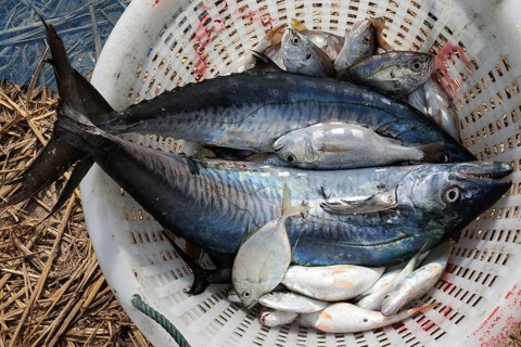 Freshly caught fish in a basket