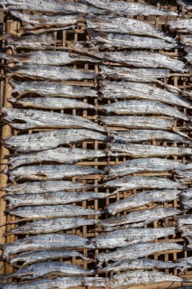 Fish laid out to dry on bamboo mats