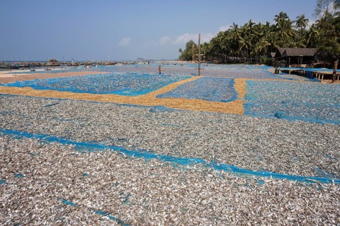 Fish drying on blue nets on the beach of the fishing village Ngapali