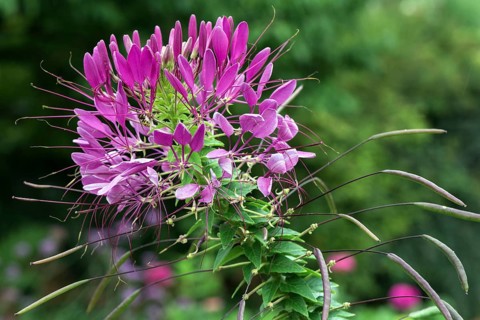 Spider flower (Tarenaya hassleriana)