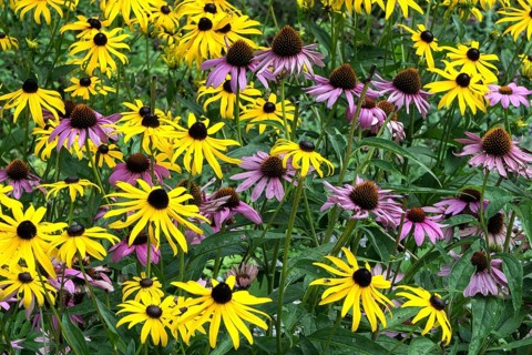 Orange coneflower (Rudbeckia fulgida) and purple coneflower (Echinacea purpurea)
