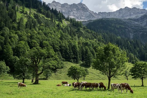 Cows between maple trees