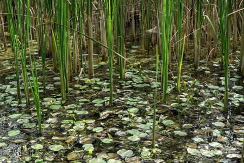 Biotope
