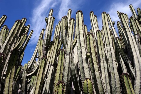 Candelabra trees (Euphorbia candelabrum)