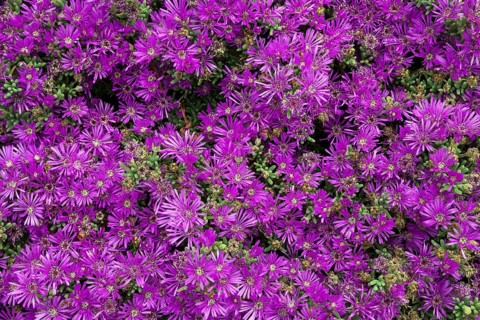 Trailing Iceplant (Delosperma cooperi)
