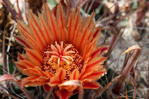 Cactus Flower and spines of a cactus (Ferocactus gracilis)