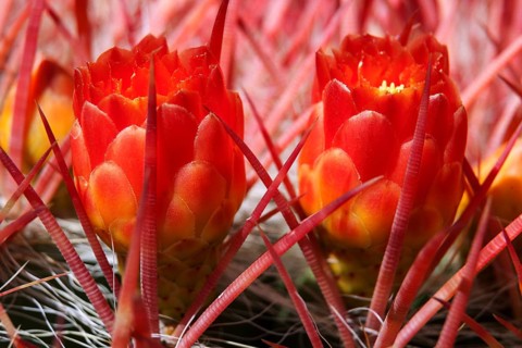 Cactus spines