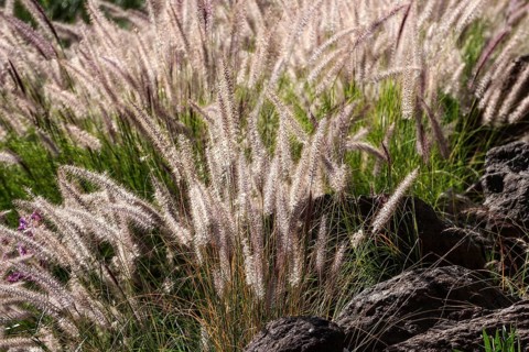 Fountain grass (Pennisetum alopecuroides) flowers