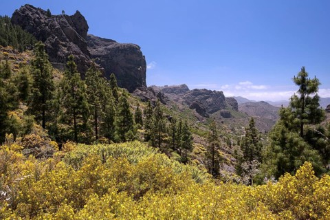 Yellow flowering broom (Genista) and Canary island pines (Pinus canariensis)