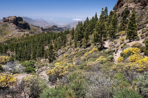 View to the hiking trail around the Roque Nublo