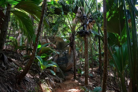 Path and vegetation in the Vallee de Mai National Park