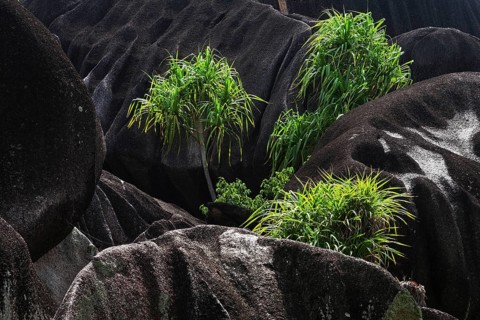 Pandanaceae (Pandanaceae) growing between black granite rocks