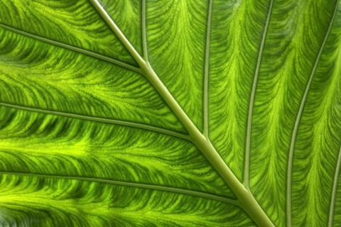 Giant Taro or Elephant Ear Taro (Alosasia macrorrhizos) leaf