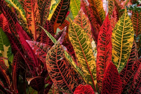 Garden croton or variegated croton (Codiaeum variegatum)