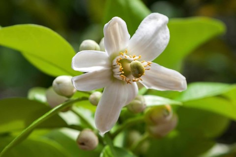 Lemon (Citrus x limon) blossom
