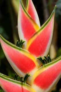 Heliconia (Heliconia wagneriana) blossom