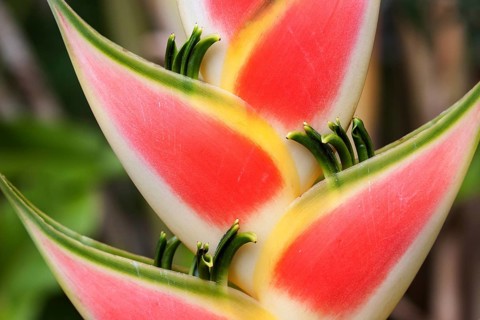 Heliconia (Heliconia wagneriana) blossom