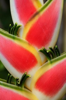 Heliconia (Heliconia wagneriana) blossom