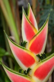 Heliconia (Heliconia wagneriana) blossom