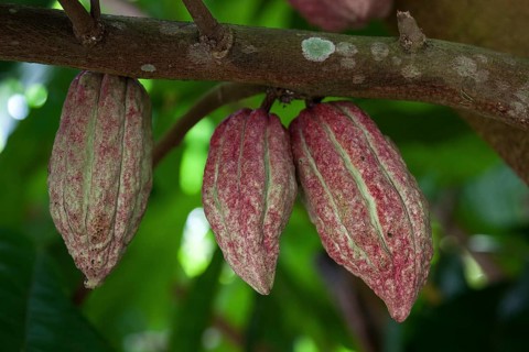 Cocoa (Theobroma cacao) fruit