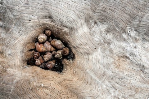 Sea shells
