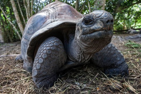 Aldabra Giant Tortoise (Aldabrachelys)
