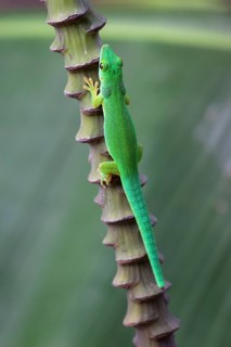 Green day gecko (Phelsuma)