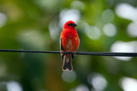 Red fody (Foudia madagascariensis)