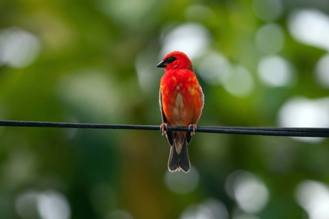 Red fody (Foudia madagascariensis)