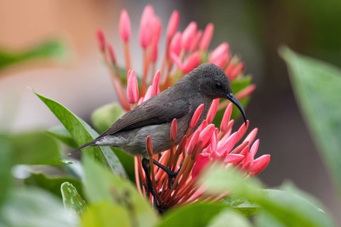 Seychelles sunbird (Cinnyris dussumieri)