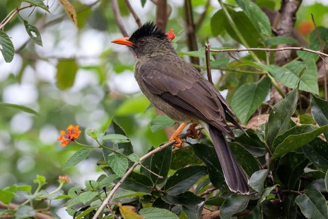Seychelles bulbul (Hypsipetes crassivostris)