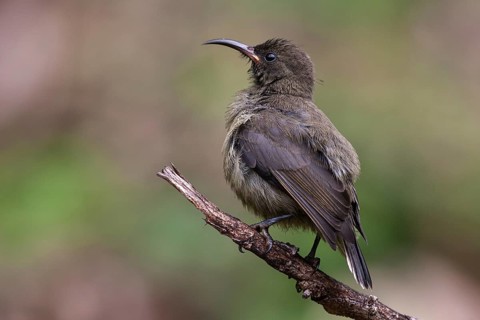 Young Seychelles sunbird (Cinnyris dussumieri) sitting on a branch
