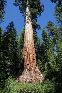 Redwood (Sequoioideae)