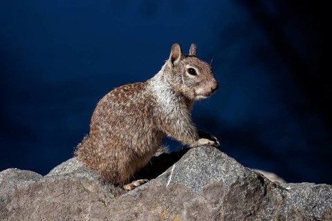Californian ground squirrel (Citellus beecheyi)
