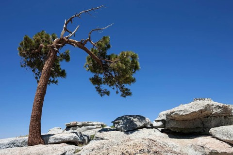 Jeffrey pine (Pinus jeffreyi) growing between rocks