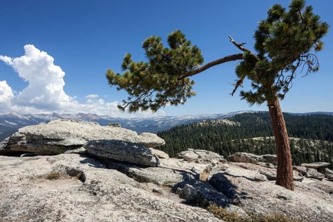Jeffrey pine (Pinus jeffreyi) growing between rocks