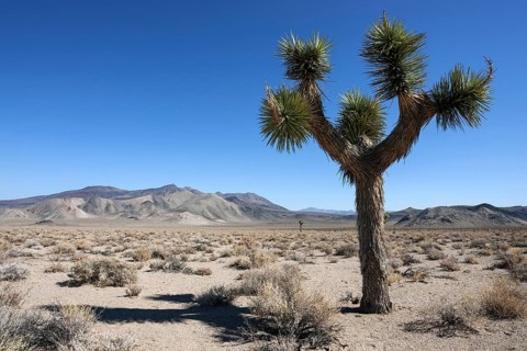 Joshua tree or yucca palm (Yucca brevifolia) near Death Valley