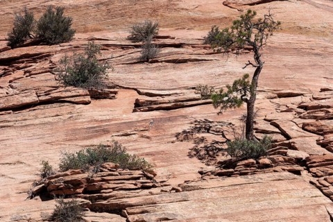 Trees and shrubs growing on sandstone